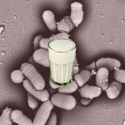 Propionibacterium freudenreichii subsp. shermanii